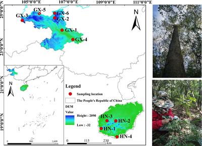 Differences in Albizia odoratissima genetic diversity between Hainan Island and mainland populations in China